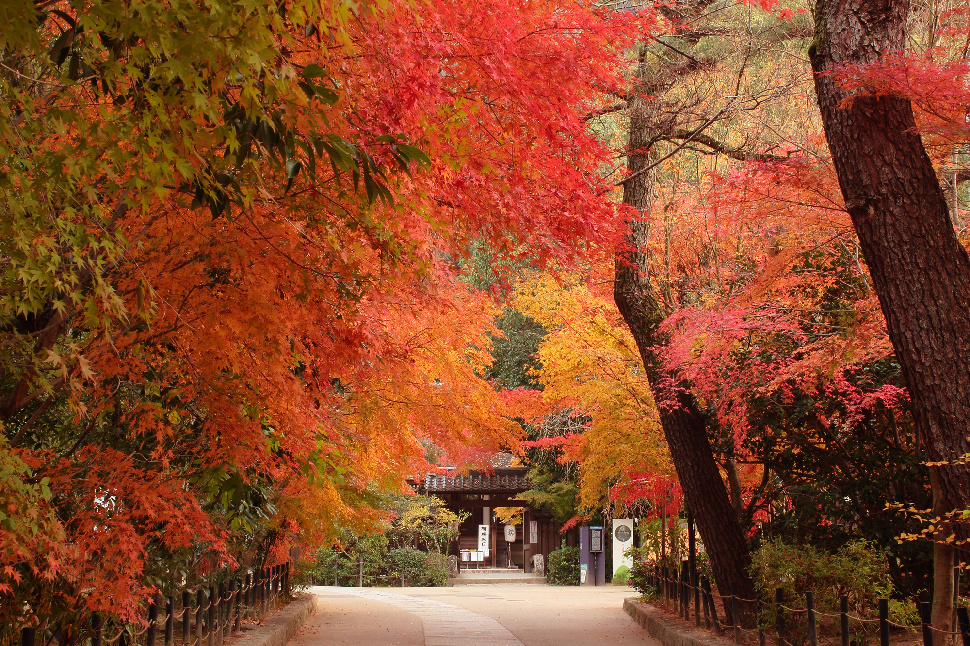 宇治川と宇治橋の風景