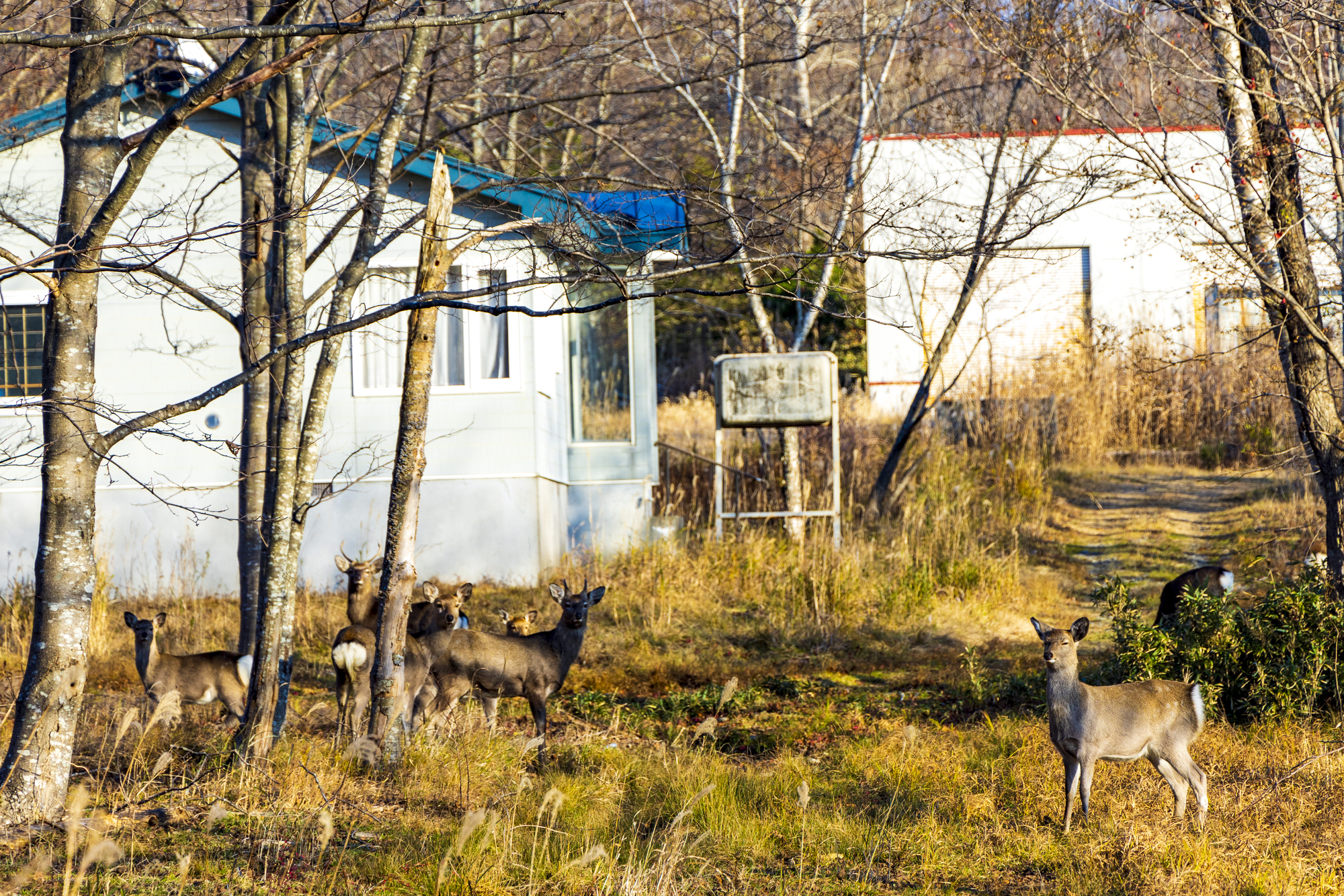 3-4. 野生動物との距離感:見守るだけで、餌は与えない