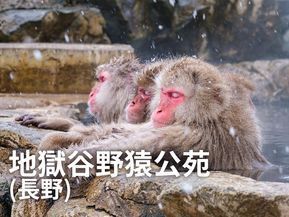 地獄谷野猿公苑（長野）